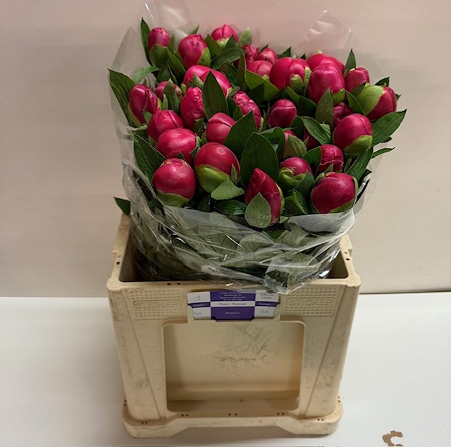 Paeonia belgravia.jpg